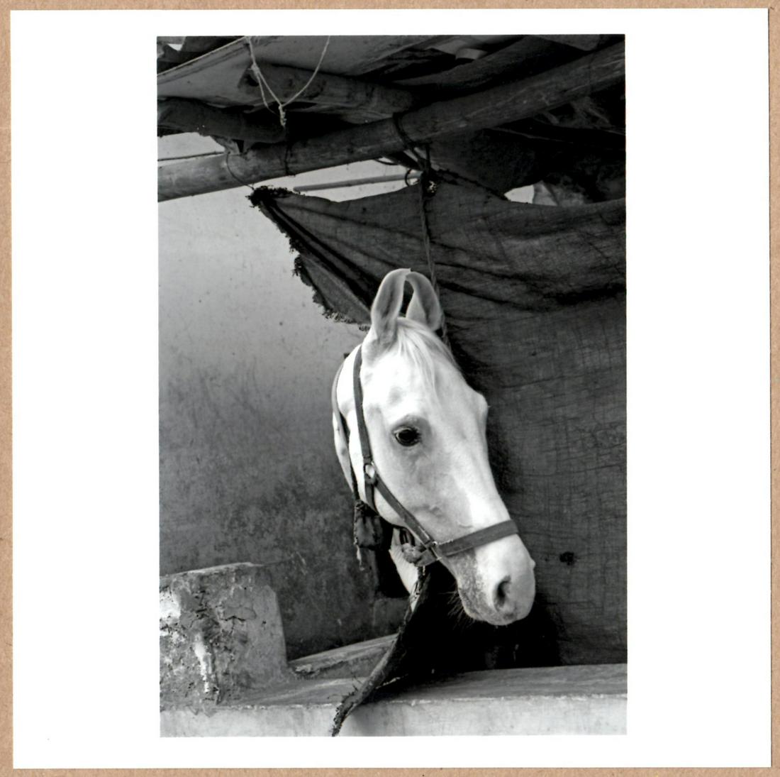 SIGNED - ABBAS - HORSE HEAD - RARE 2014 LTD 6" x 6" MAGNUM ARCHIVAL PRINT. (1 of 2)