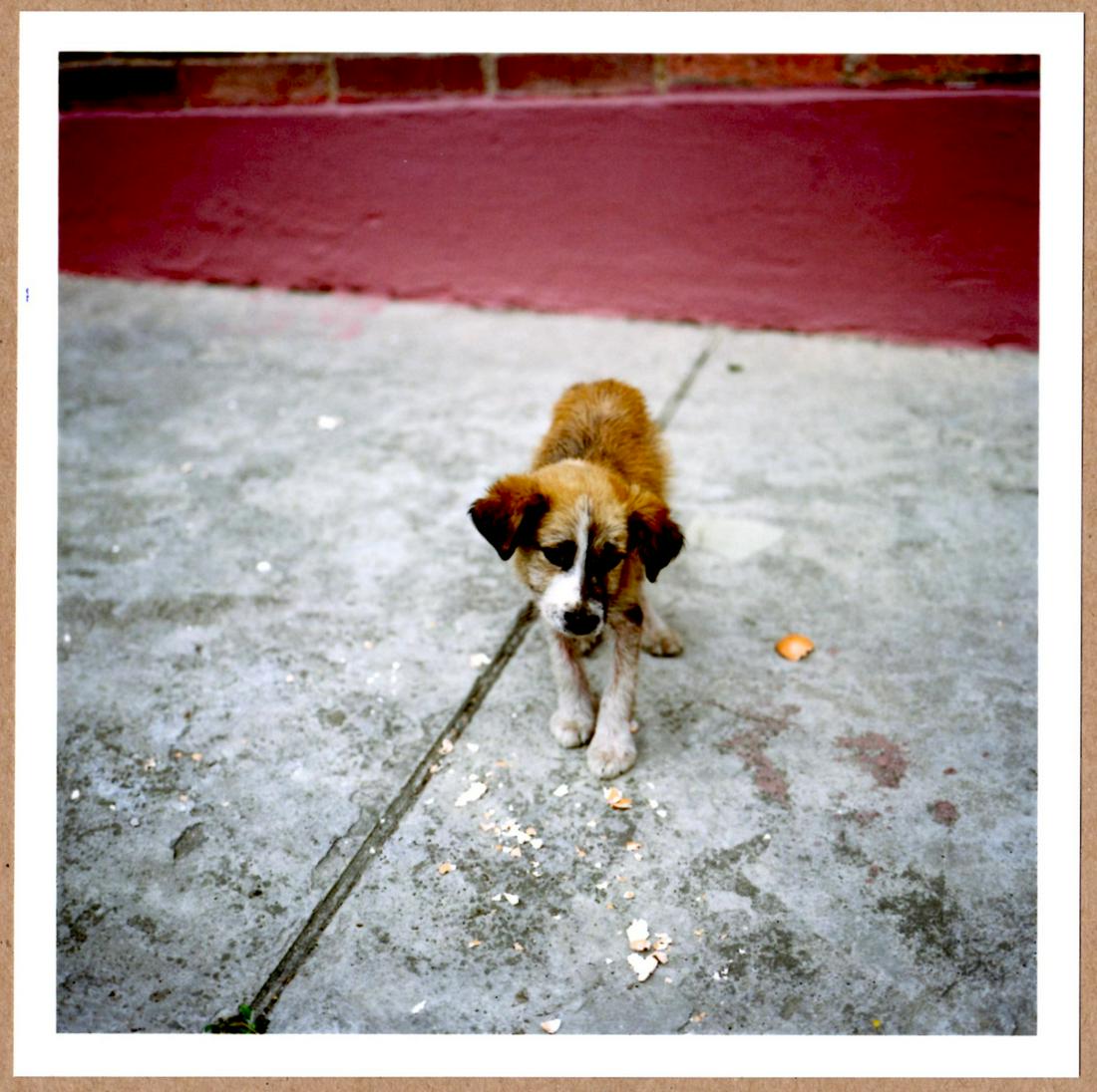 SIGNED - ALEC SOTH - DOG DAYS BOGOTA, COLOMBIA, 2003 - LTD 6" x 6" MAGNUM ARCHIVAL PRINT. (1 of 2)