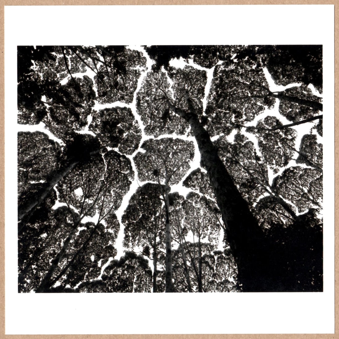 SIGNED - STUART FRANKLIN - KEPONG FOREST CANOPY, MALAYSIA 1996 - RARE 2014 LTD 6" x 6" MAGNUM PRINT. (1 of 2)