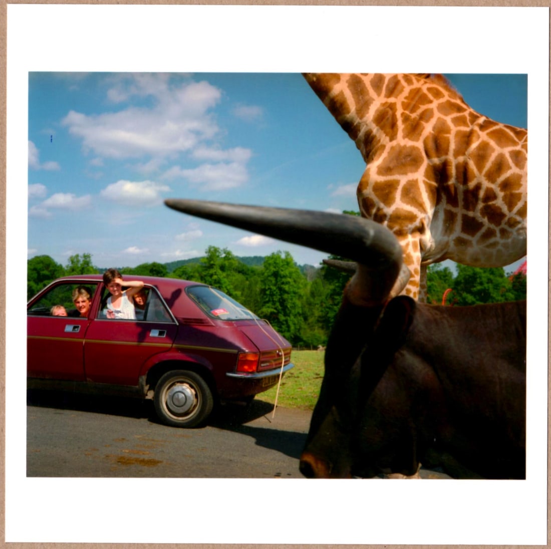 SIGNED - MARTIN PARR - KNOWSLEY SAFARI PARK, ENGLAND 1990 6" x 6" MAGNUM PRINT. (1 of 2)