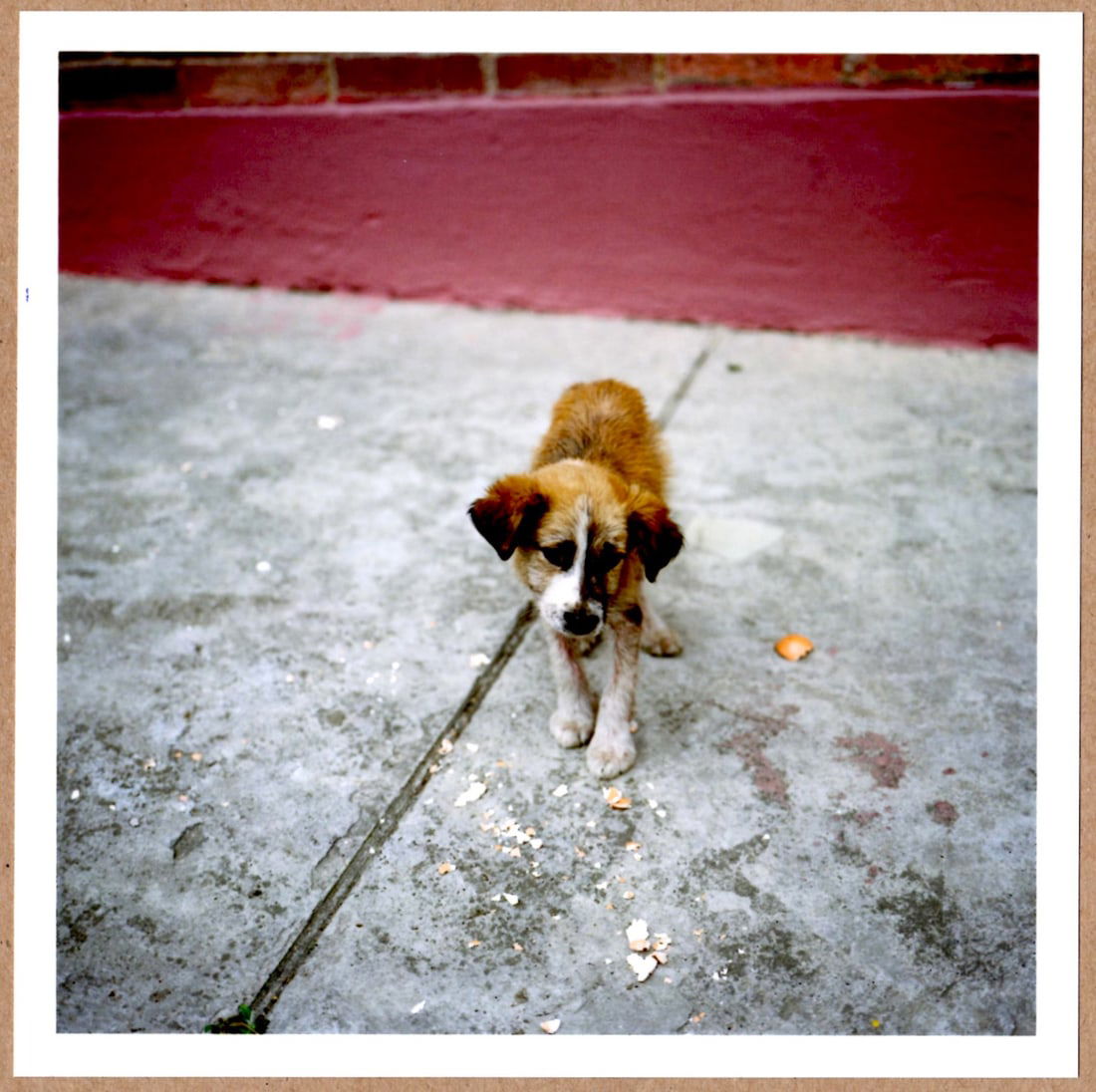 SIGNED - ALEC SOTH - DOG DAYS BOGOTA, COLOMBIA, 2003 - LTD 6" x 6" MAGNUM ARCHIVAL PRINT.: Description: 6"x 6" limited edition Fuji Crystal Archival Matte paper print. Image size is 5.5" on the longest side and the paper size is 6" x 6". The Print is SIGNED by Alec Soth on the verso.Conditi
