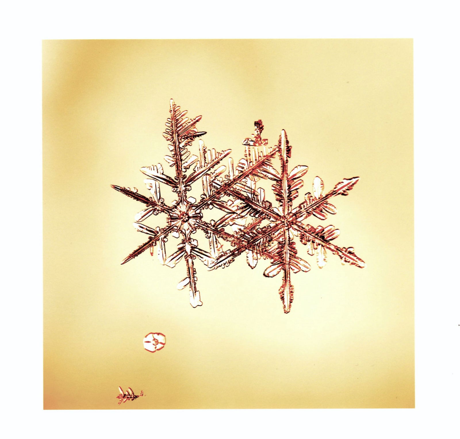 Starn, Doug & Mike; SNOWFLAKE PRINT [SIGNED ALLEVERYTHINGTHATISYOU SNO7.1_003 8 x 8 INCH LIMITED (1 of 3)