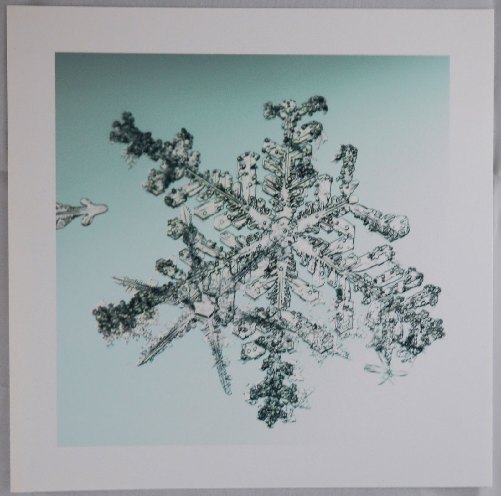 Starn, Doug & Mike; SNOWFLAKE PRINT [SIGNED ALLEVERYTHINGTHATISYOU SNO6_034.1 8 x 8 INCH LIMITED (1 of 3)