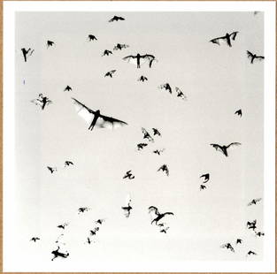 Trent Parke, SIGNED - TRENT PARKE FLYING FOXES, MINUTES TO MIDNIGHT, AUSTRALIA, 2004 LTD 6" x 6": Description: 6"x 6" limited edition Fuji Crystal Archival Matte paper print. Image size is 5.5" on the longest side and the paper size is 6" x 6". The Print is SIGNED by Trent Parke on the verso.Condi
