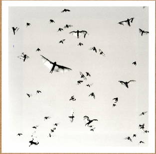 Trent Parke; SIGNED - FLYING FOXES, MINUTES TO MIDNIGHT, AUSTRALIA, 2004 LTD 6" x 6" PHOTOGRAPH: Description: 6"x 6" limited edition Fuji Crystal Archival Matte paper print. Image size is 5.5" on the longest side and the paper size is 6" x 6". The Print is SIGNED by Trent Parke on the verso.Condi