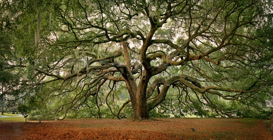 Ford, Kyle; Majestic Oak  [SIGNED 40" x 78" LIMTED EDITON FRAMED PHOTOGRAPH]