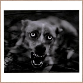 SIGNED - GIACOMO BRUNELLI - UNTITLED (DOG). ITALY. 2006. FROM ANIMALS - LTD 6" x 6" MAGNUM PHOTO