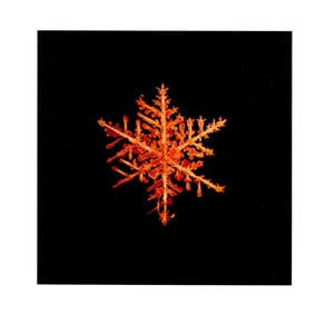 Starn, Doug & Mike (SIGNED); 8" x 8" LTD ED SNOWFLAKE PRINT (SNO8_242.1)