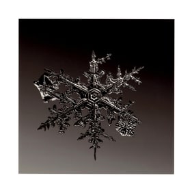 Starn, Doug & Mike (SIGNED); 8" x 8" LTD ED SNOWFLAKE PRINT (SNO7_077)