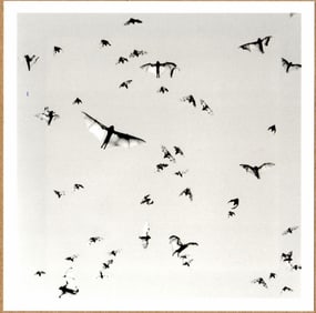 SIGNED - TRENT PARKE FLYING FOXES, MINUTES TO MIDNIGHT, AUSTRALIA, 2004 LTD 6" x 6" PHOTOGRAPH