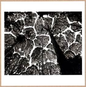 SIGNED - STUART FRANKLIN - KEPONG FOREST CANOPY, MALAYSIA 1996 - LTD 6" x 6" MAGNUM PRINT