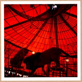 SIGNED - MIGUEL RIO BRANCO LION LIONESS RIO JANEIRO CIRCUS 6" x 6" MAGNUM PRINT