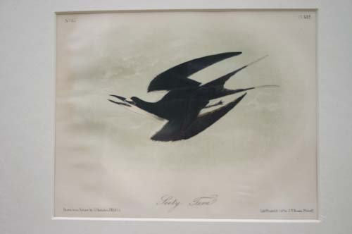2 hnd colored Audubon prints of "Looty Fern" no 87