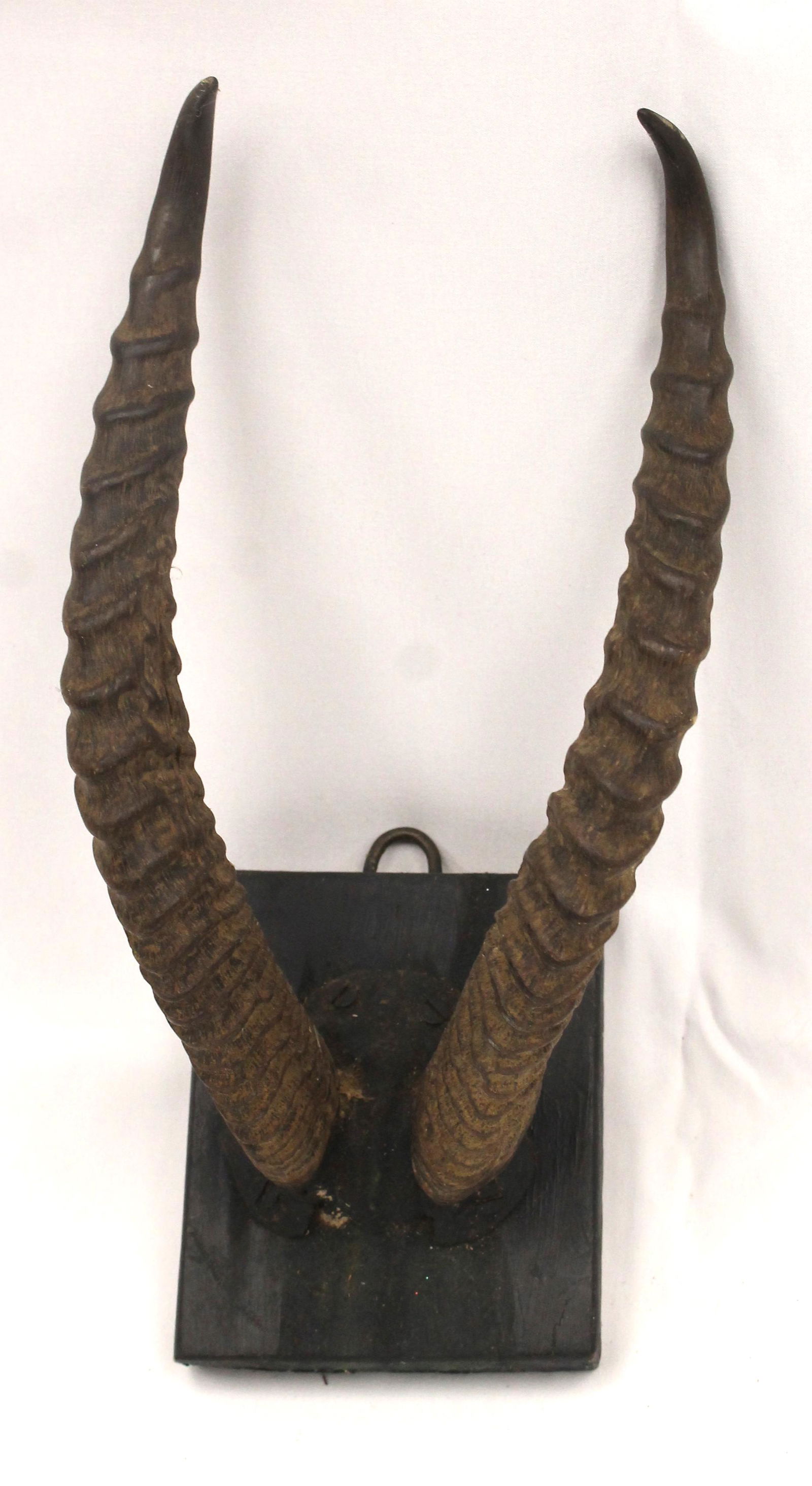 Mounted antlers - possibly antelope - 11" tall (1 of 3)