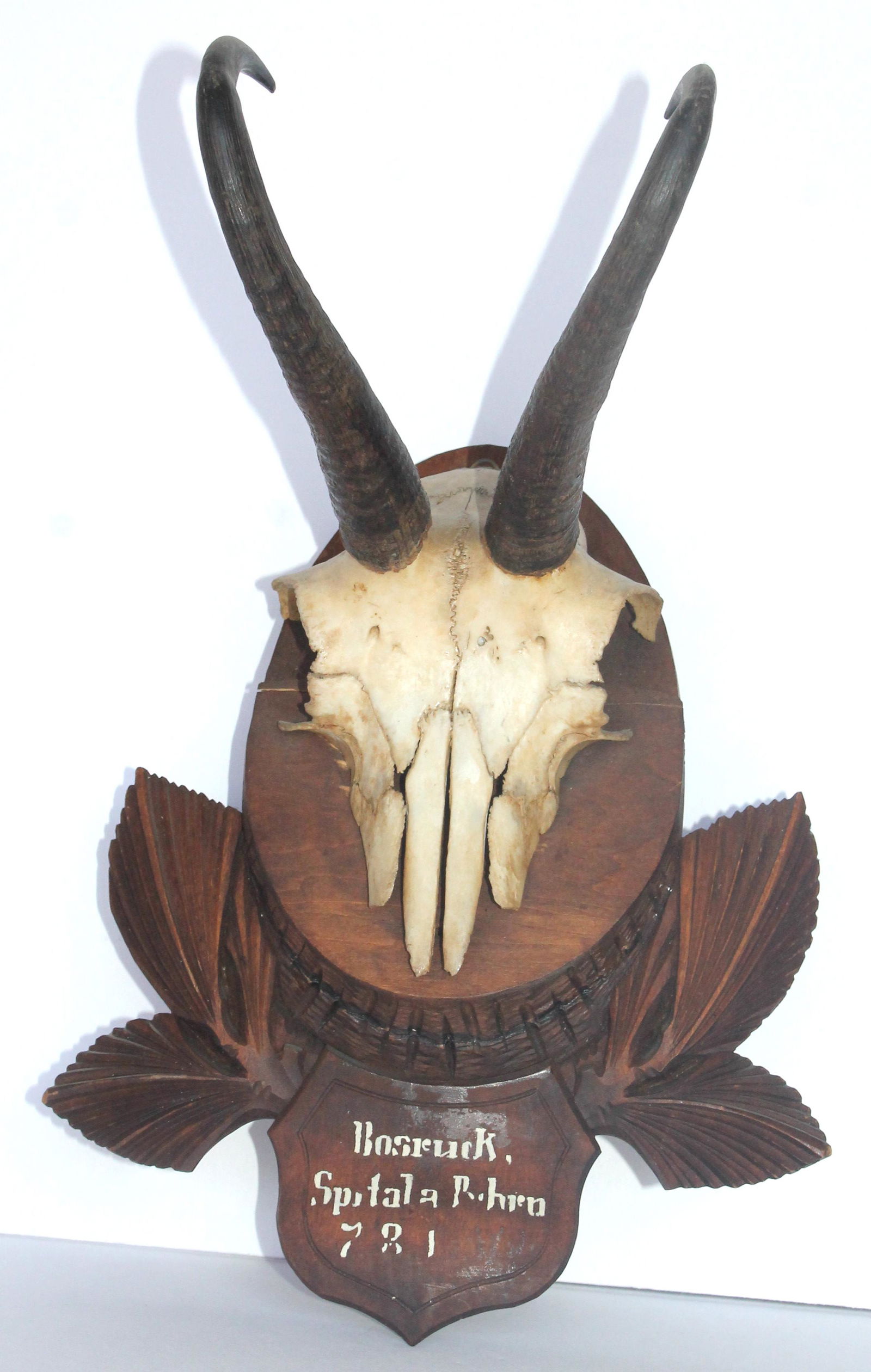 Antique Black Forest mounted trophy Ibex antlers - 12" total height (1 of 3)