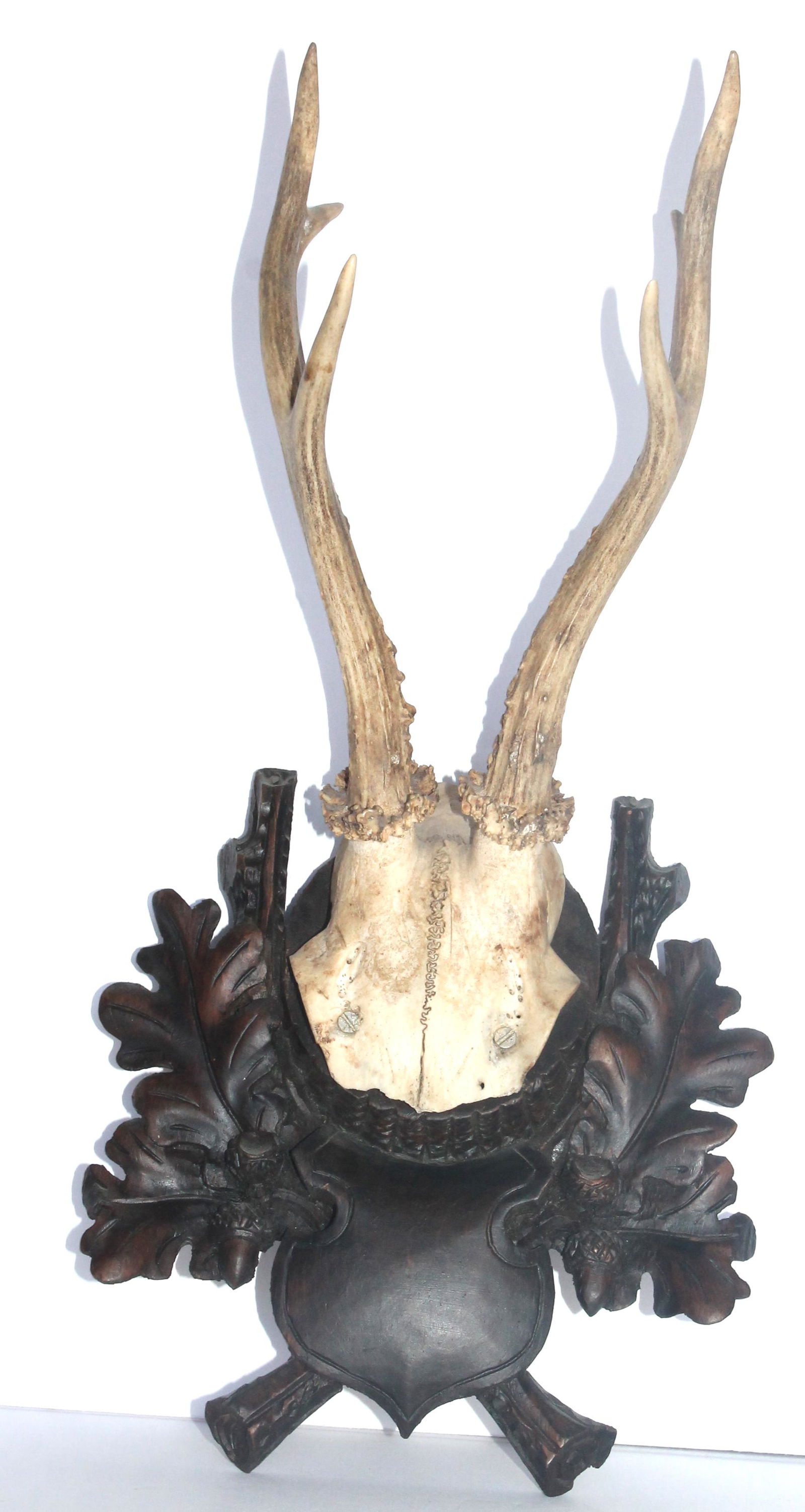 Antique Black Forest mounted trophy Roe Deer antlers - 13" total height (1 of 3)