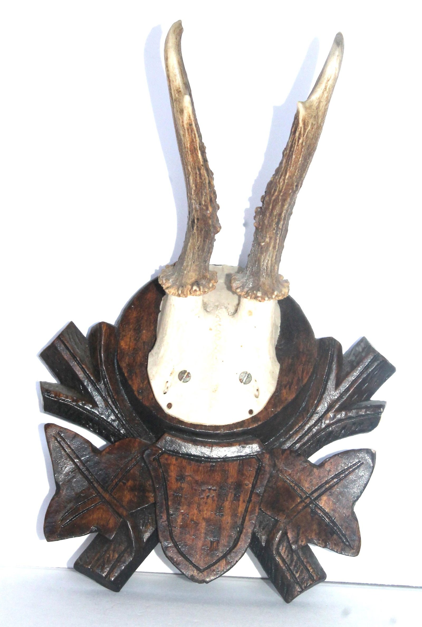 Antique Black Forest mounted trophy Roe Deer antlers - 9" total height (1 of 3)