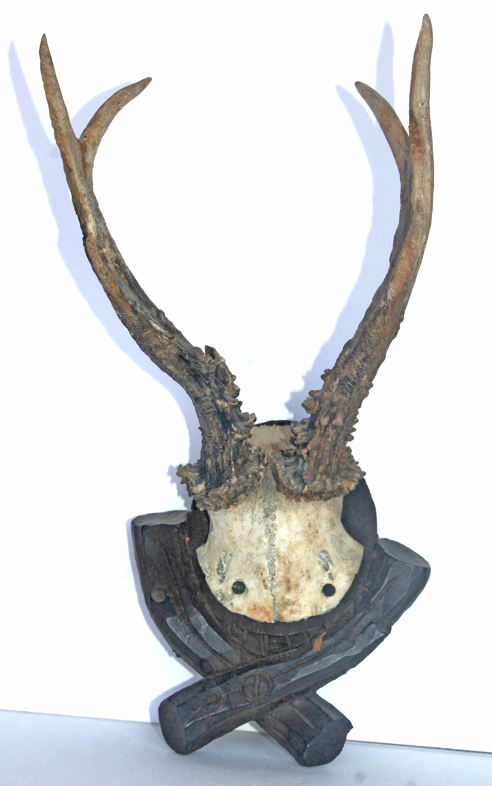 Antique Black Forest mounted trophy Roe Deer antlers - 10" total height (1 of 3)