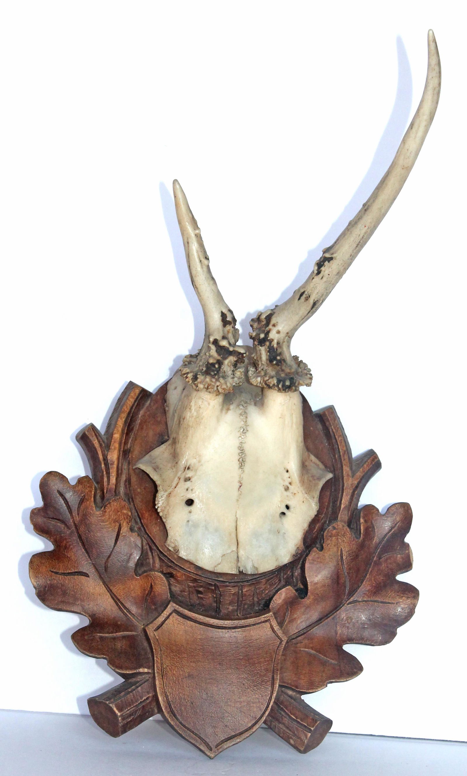 Antique Black Forest mounted trophy Roe Deer antlers - 10" total height (1 of 4)