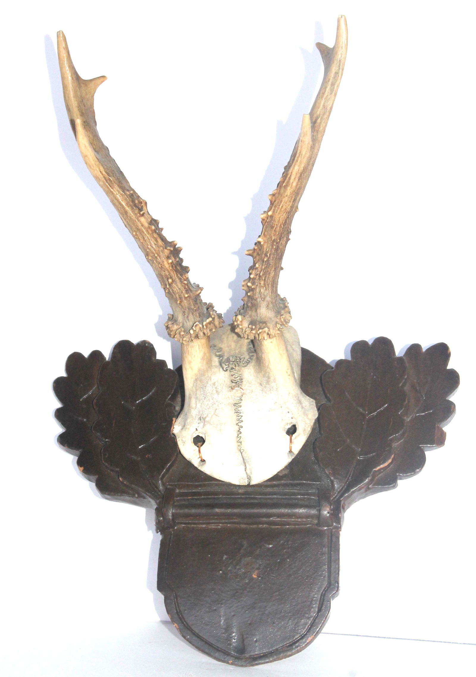 Antique Black Forest mounted trophy Roe Deer antlers - 11" total height (1 of 3)