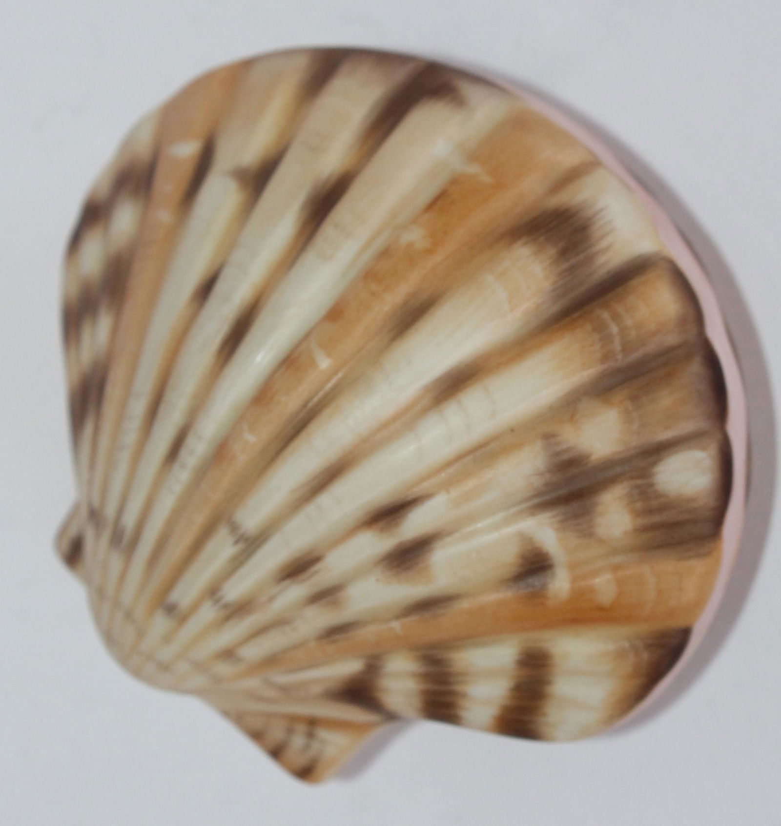 Herend Hungary hand painted porcelain seashell - 4" x 3 1/2" (1 of 3)