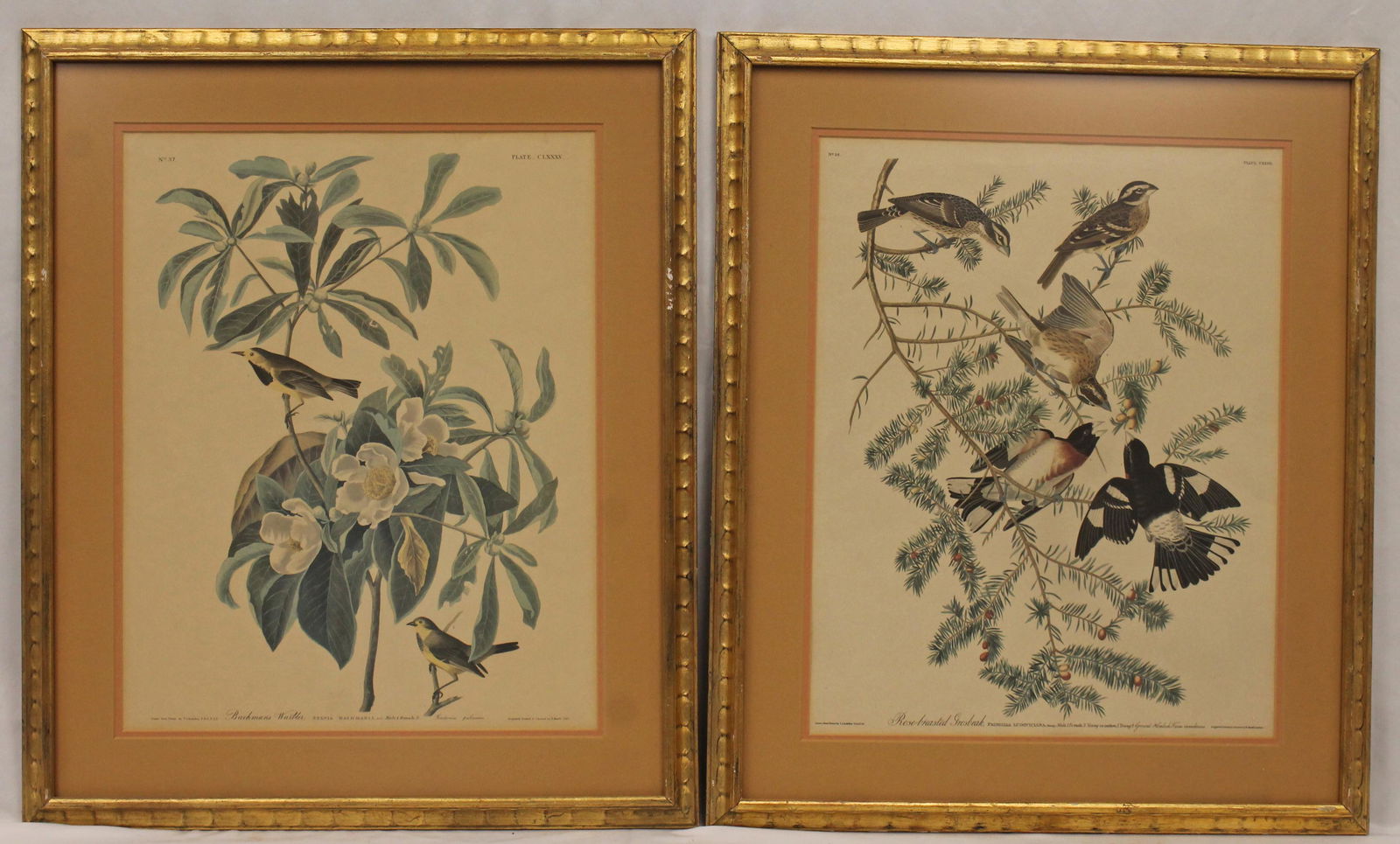 Pr of framed Audubon bird prints (early -mid 20thC reproduction) - Bachman's Warbler & Rose-breasted (1 of 13)