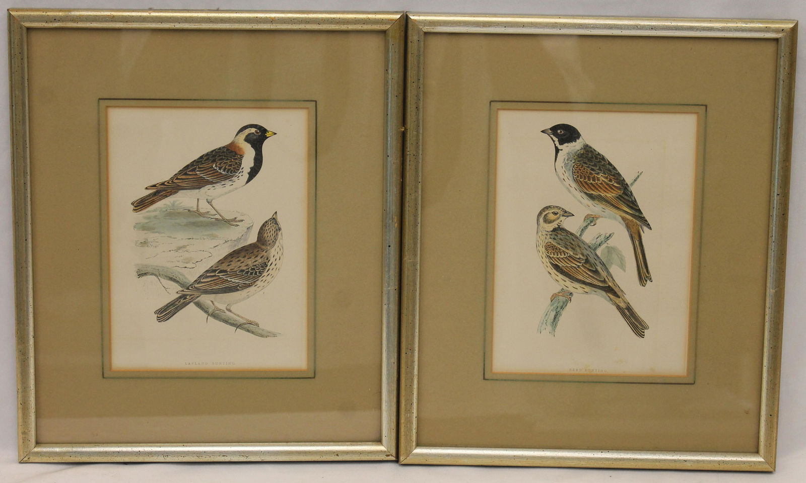 Lot of 2 bird framed bird prints - "Lapland Bunting" & "Reed Bunting" - overall framed size 12 (1 of 5)