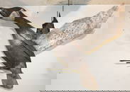 folk art wooden painted Canada Goose w tin painted wings & tail