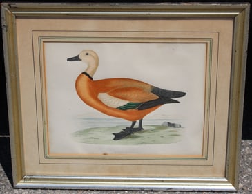 Framed print of a duck titled "Ruddy Shielddrake" - overall framed size 14 1/2"x17 1/2"