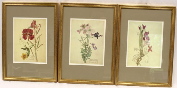 Lot of 3 framed hand colored botanical prints dated 1910, 1914 & 1919 - overall framed sizes 14"x9