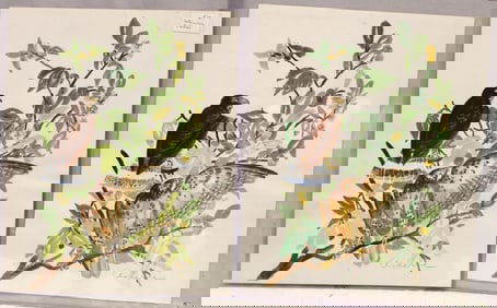 Lot of 2 signed Ardelle watercolors of the same subject - hawks on a leafy branch - unframed -