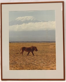 Framed photograph of a lion walking across the African Safari - This photograph was taken by the