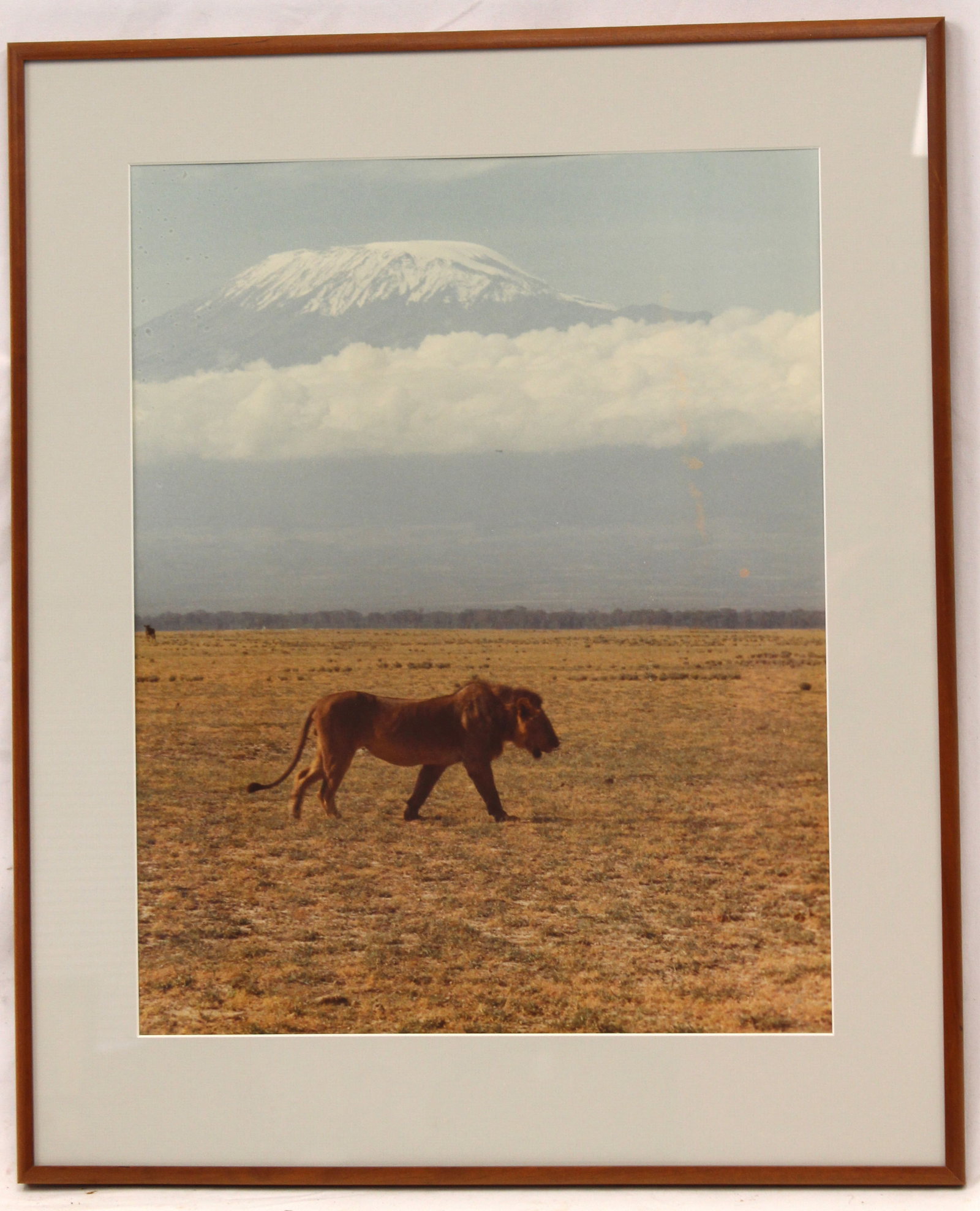 Framed photograph of a lion walking across the African Safari - This photograph was taken by the: Framed photograph of a lion walking across the African Safari - This photograph was taken by the father of the consignor when he visited the African Safari in the 1960's & 70's - overall framed size 2