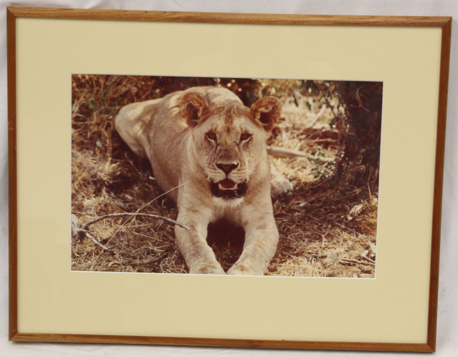 Framed photograph of a lion in the African Safari - This photograph was taken by the father of the: Framed photograph of a lion in the African Safari - This photograph was taken by the father of the consignor when he visited the African Safari in the 1960's & 70's - overall framed size 15"x19"