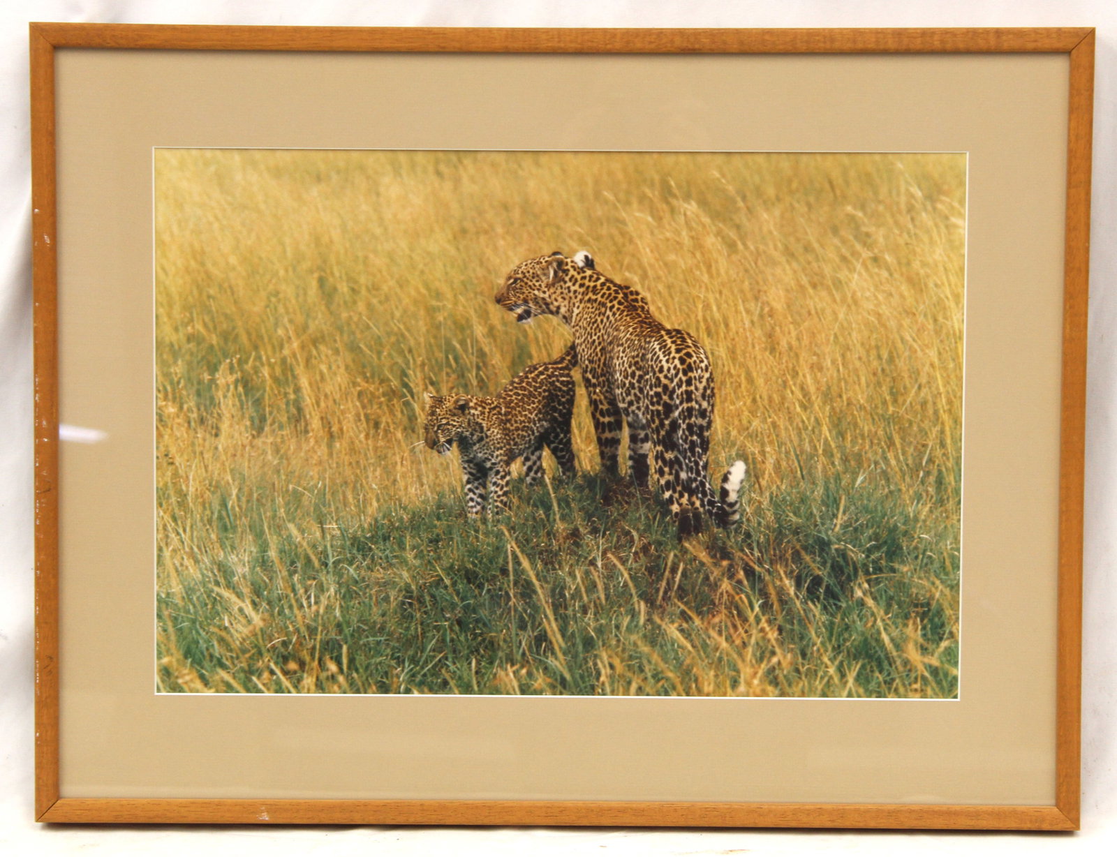 Framed photograph of leopards in the African Safari - This photograph was taken by the father of the: Framed photograph of leopards in the African Safari - This photograph was taken by the father of the consignor when he visited the African Safari in the 1960's & 70's - overall framed size 19"x25"