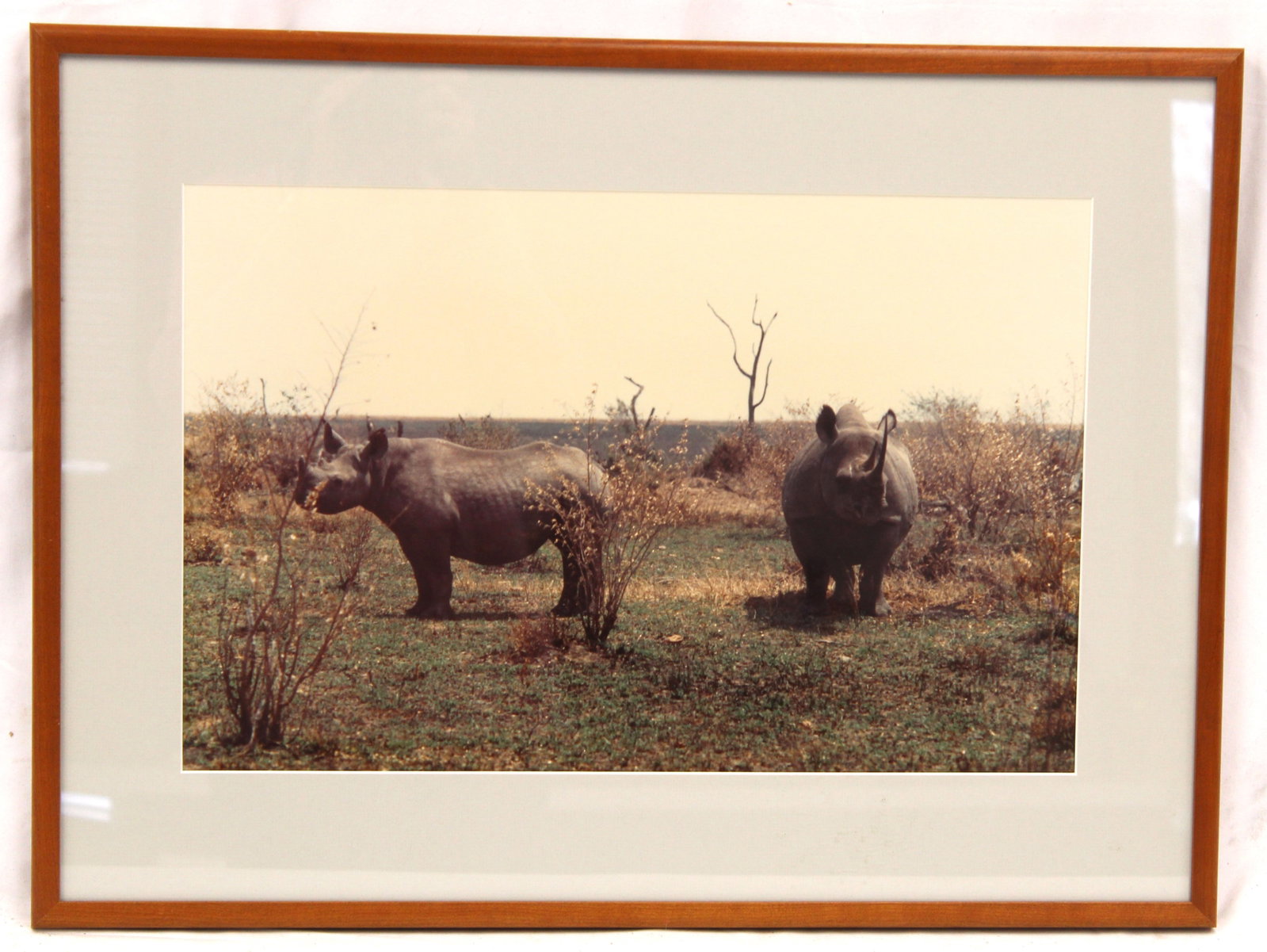 Framed photograph of rhinos in the African Safari - This photograph was taken by the father of the: Framed photograph of rhinos in the African Safari - This photograph was taken by the father of the consignor when he visited the African Safari in the 1960's & 70's - overall framed size 19 1/2""x25 3