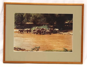Framed photograph of elephants in the African Safari - This photograph was taken by the father of