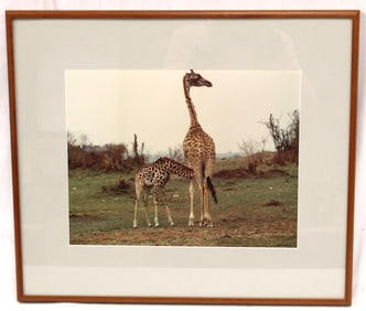 Framed photograph of giraffes in the African Safari - This photograph was taken by the father of the