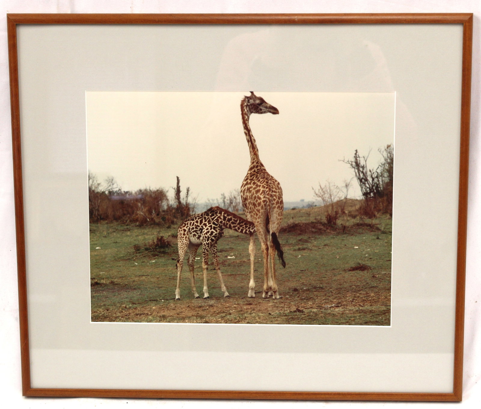 Framed photograph of giraffes in the African Safari - This photograph was taken by the father of the: Framed photograph of giraffes in the African Safari - This photograph was taken by the father of the consignor when he visited the African Safari in the 1960's & 70's - overall framed size 17 1/4"x20"