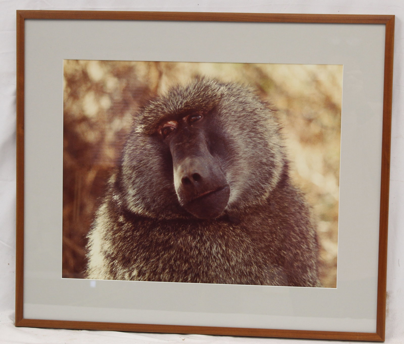 Framed photograph of a baboon in the African Safari - This photograph was taken by the father of the: Framed photograph of a baboon in the African Safari - This photograph was taken by the father of the consignor when he visited the African Safari in the 1960's & 70's - overall framed size 22 1/2"x26 