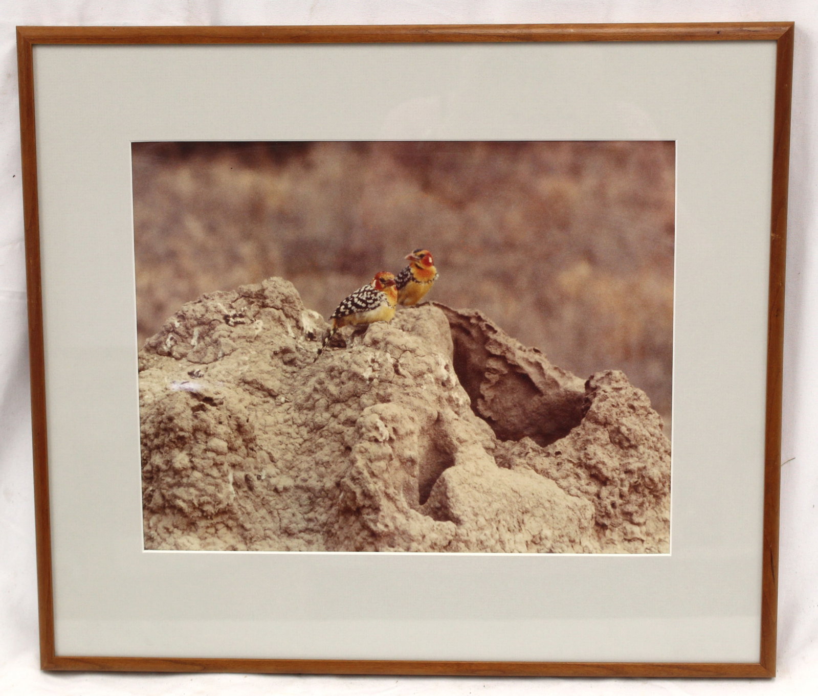 Framed photograph of 2 colorful birds in the African Safari - This photograph was taken by the: Framed photograph of 2 colorful birds in the African Safari - This photograph was taken by the father of the consignor when he visited the African Safari in the 1960's & 70's - overall framed size 16 
