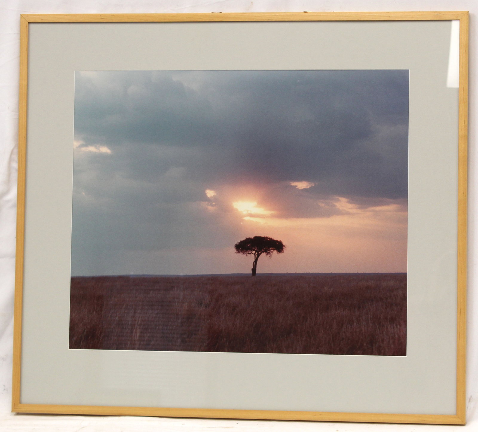 Framed photograph of a tree in the African Safari - This photograph was taken by the father of the: Framed photograph of a tree in the African Safari - This photograph was taken by the father of the consignor when he visited the African Safari in the 1960's & 70's - overall framed size 28"x31 1/2"