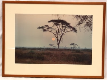 Framed photograph of a tree in the African Safari - This photograph was taken by the father of the