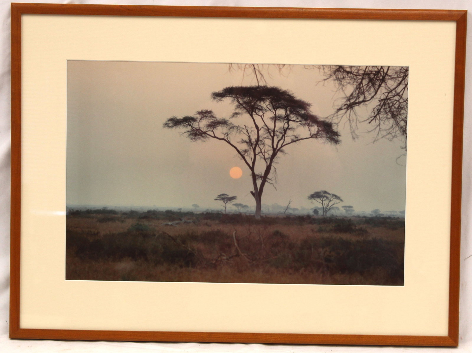 Framed photograph of a tree in the African Safari - This photograph was taken by the father of the: Framed photograph of a tree in the African Safari - This photograph was taken by the father of the consignor when he visited the African Safari in the 1960's & 70's - overall framed size 19 1/4"x26"