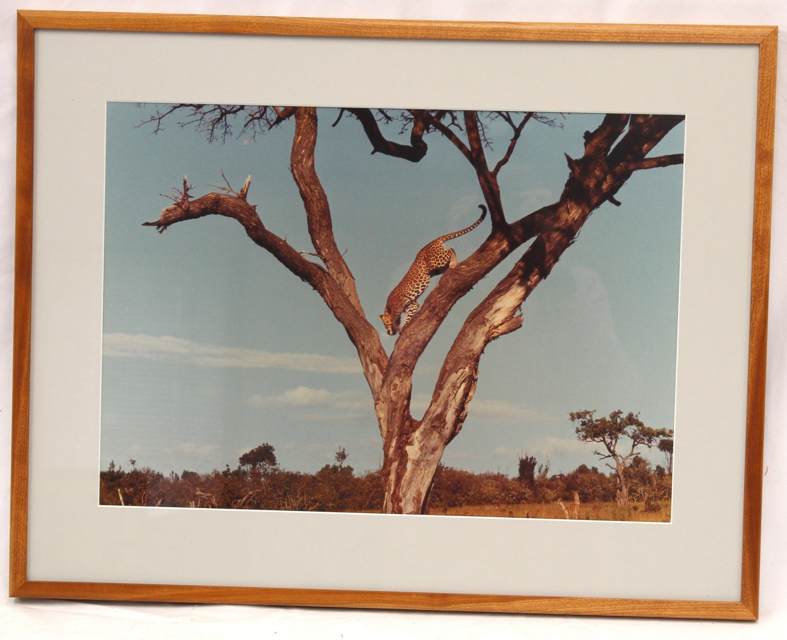 Framed photograph of a leopard in a tree in the African Safari - This photograph was taken by the: Framed photograph of a leopard in a tree in the African Safari - This photograph was taken by the father of the consignor when he visited the African Safari in the 1960's & 70's - overall framed size 