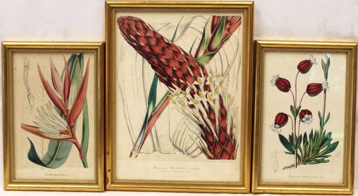 Lot of 3 hand colored botanical prints - overall framed size 10 1/4"x7" & 13"x10"