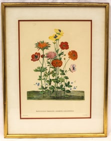 Botanical print of ranunculus - overall framed size 19 1/2"x15 1/4"