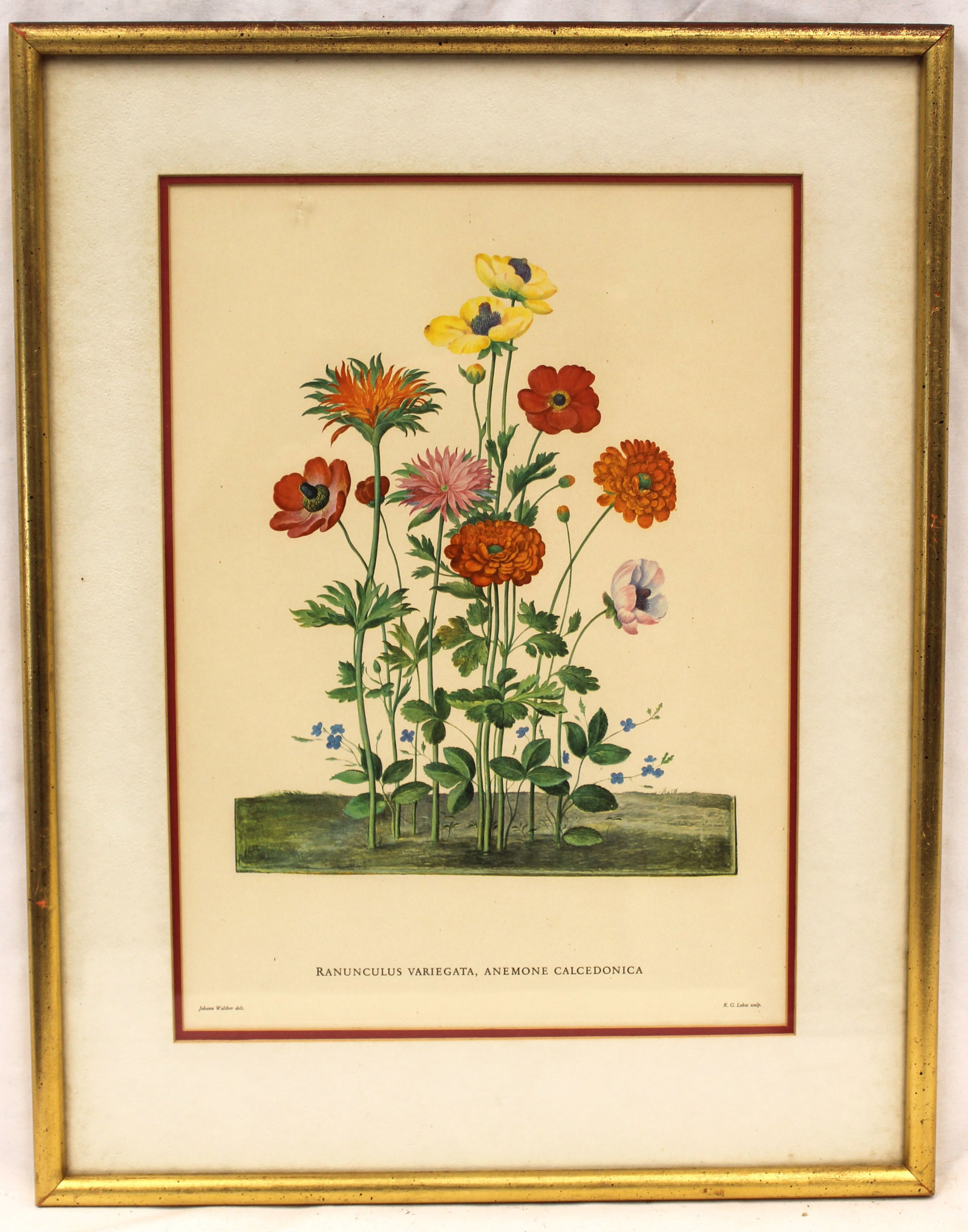 Botanical print of ranunculus - overall framed size 19 1/2"x15 1/4": Botanical print of ranunculus - overall framed size 19 1/2"x15 1/4"