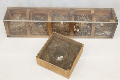 Lot of 2 cased bird nests w eggs - largest in individual case is ex Jimmie Cramer collection - 5"