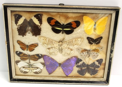 Framed display of actual moths & butterflies - 8"x10 1/4"